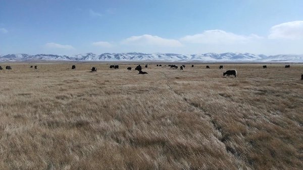 江托滩上的狼踪（上）
