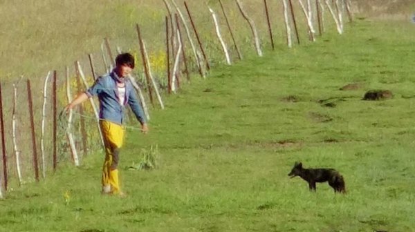 江托滩上的狼踪（上）