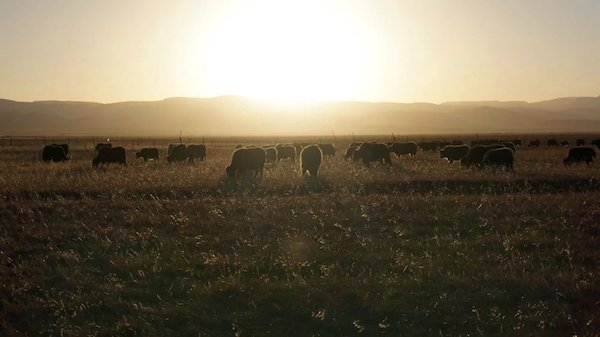 江托滩上的狼踪（上）