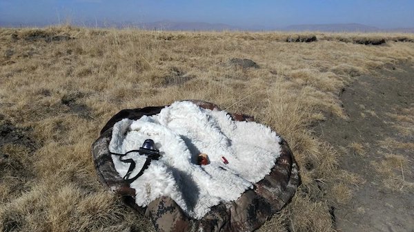 江托滩上的狼踪（上）