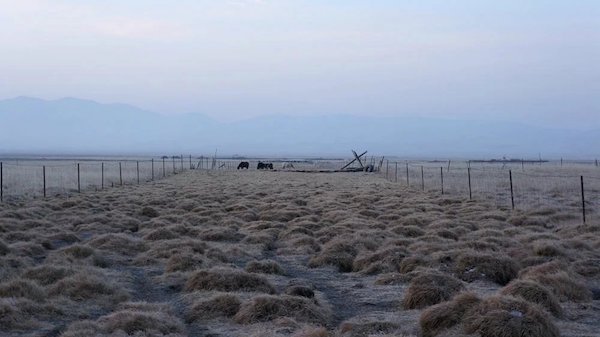江托滩上的狼踪（上）