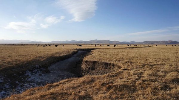江托滩上的狼踪（上）