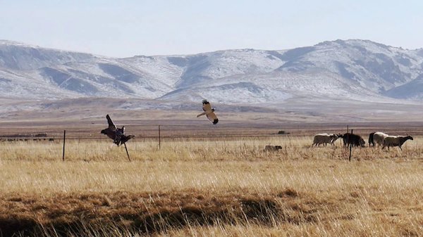江托滩上的狼踪（上）