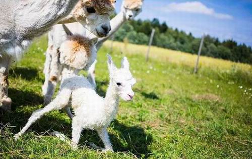 儿童节遛娃，这几个活动可以玩起来