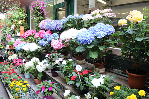 西岱岛，巴黎从这里开始