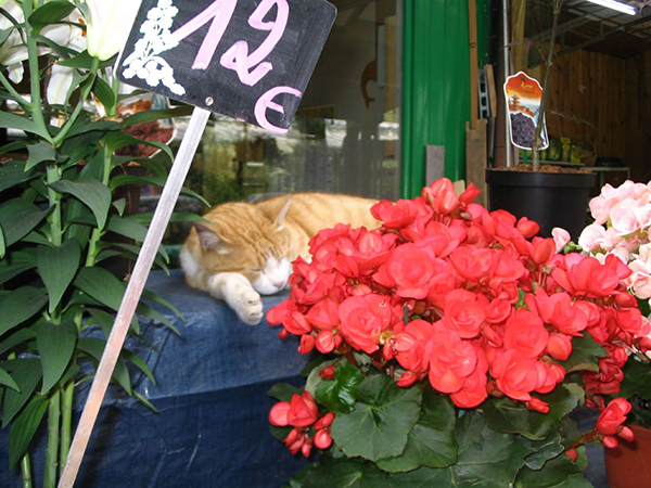 西岱岛，巴黎从这里开始