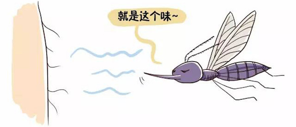 问答｜这个夏天，如何又白又瘦又不被蚊子惦记？