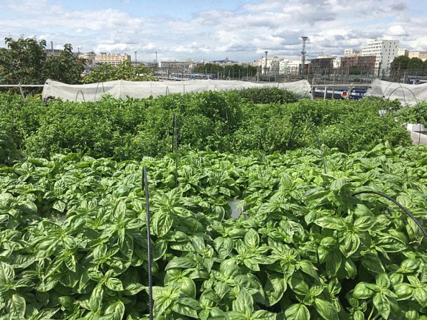 听说，巴黎人热衷“城中村”