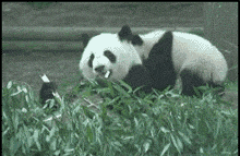 俄滴神｜我来到你的城市，一首《淘汰》送给沙特队