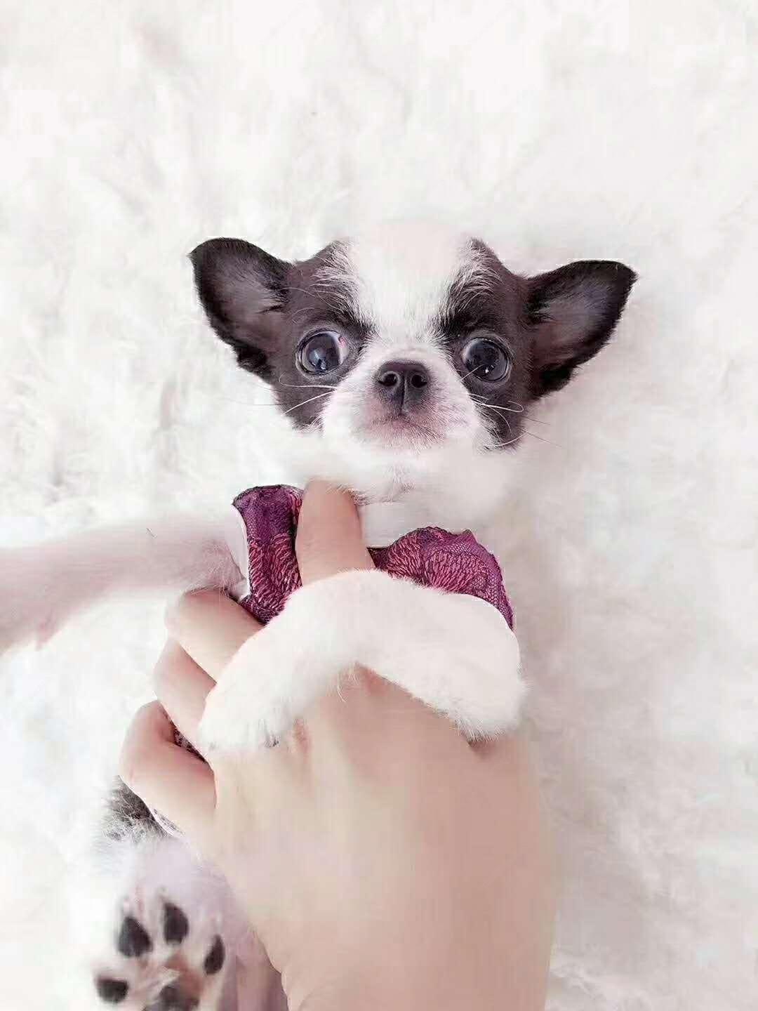 大脑门苹果头吉娃娃