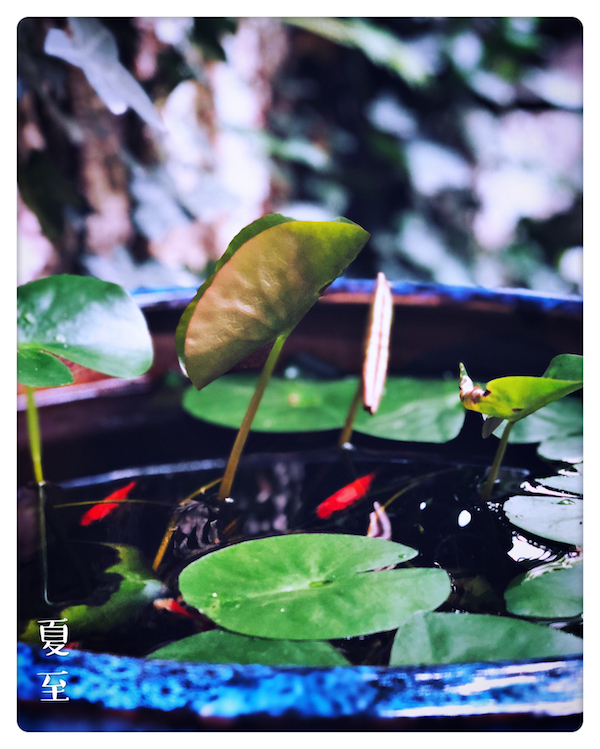 视频｜夏至：辣肉臊拌面，坐惜时节变