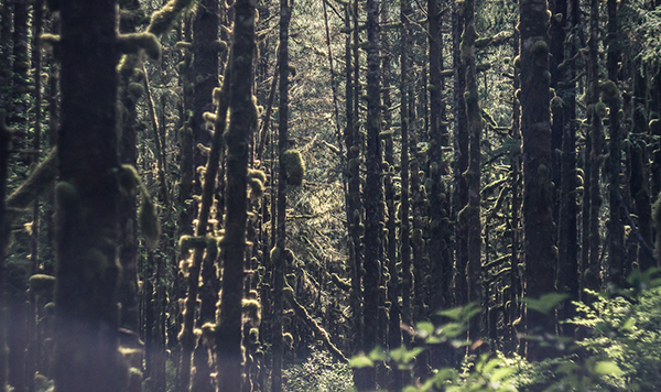 海达瓜依岛的拾荒人