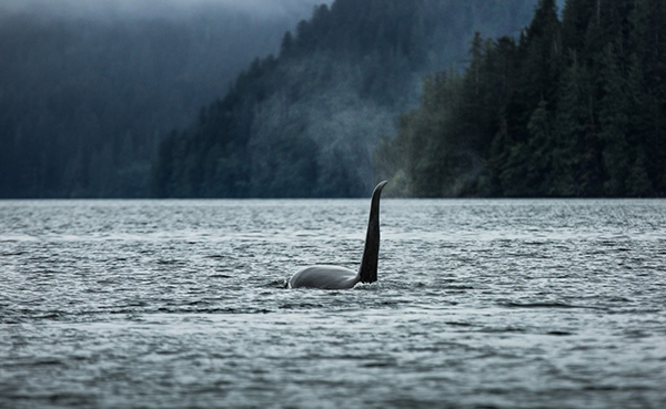 海达瓜依岛的拾荒人