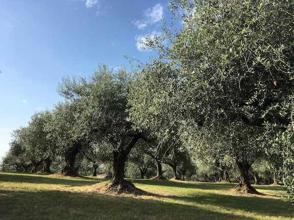 意大利美食的精髓，就在它的菜园子里