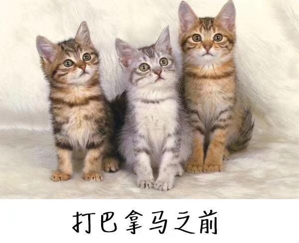 俄滴神｜看看日本电视台怎么介绍球员，太皮了