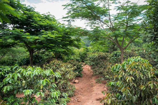 普洱不只有茶，这些年轻人正在让普洱咖啡崭露头角