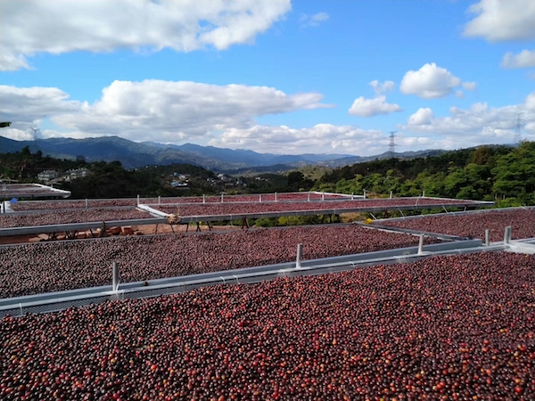 普洱不只有茶，这些年轻人正在让普洱咖啡崭露头角