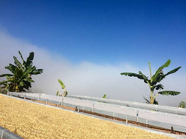 普洱不只有茶，这些年轻人正在让普洱咖啡崭露头角