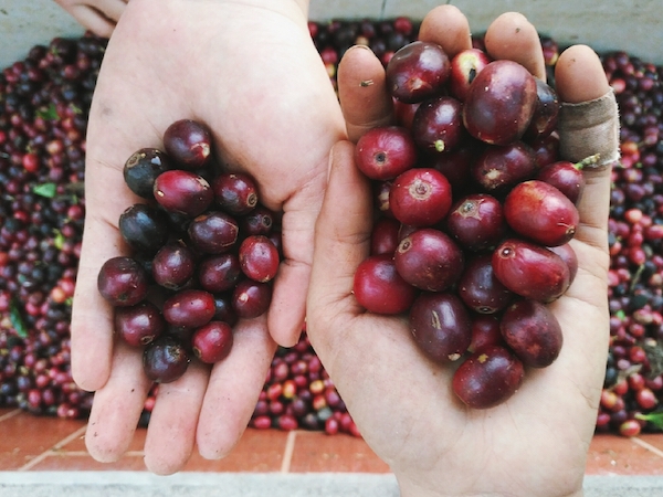 普洱不只有茶，这些年轻人正在让普洱咖啡崭露头角