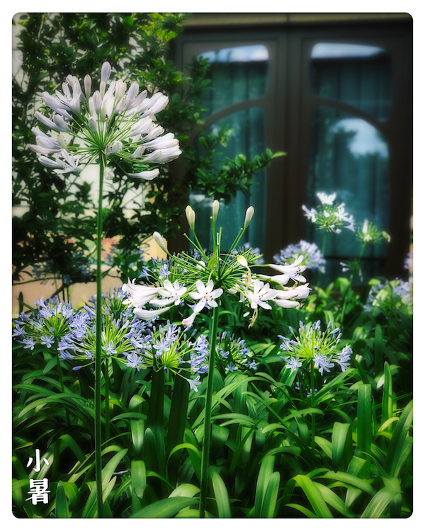 视频｜小暑：蜜糖糯米藕，竹露滴清响