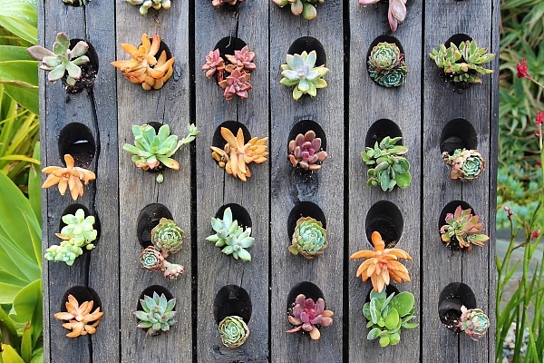 夏季植物养不活死得快？园艺师说你可能在细节上做错了