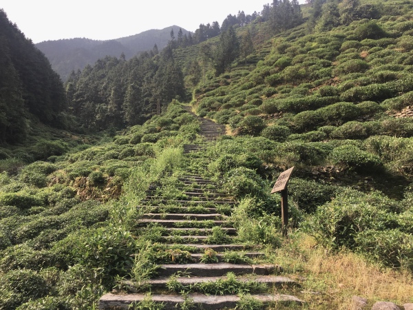 夏日行古道 | 茶亭、古樟与油纸伞，重拾婺源徽饶古道见闻