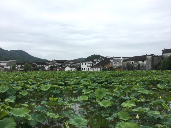 夏日行古道 | 茶亭、古樟与油纸伞，重拾婺源徽饶古道见闻