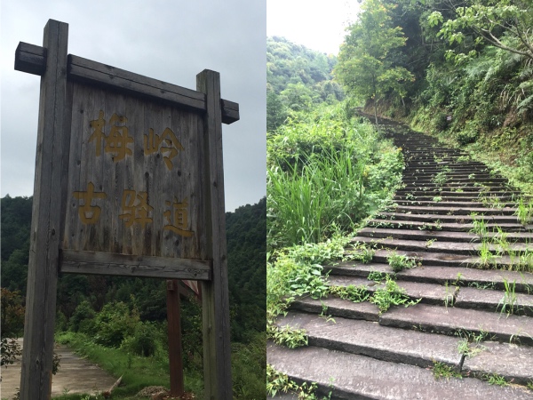 夏日行古道 | 茶亭、古樟与油纸伞，重拾婺源徽饶古道见闻