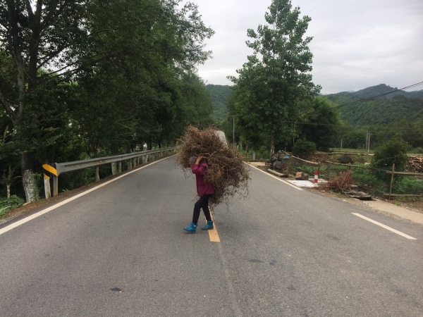 夏日行古道 | 茶亭、古樟与油纸伞，重拾婺源徽饶古道见闻
