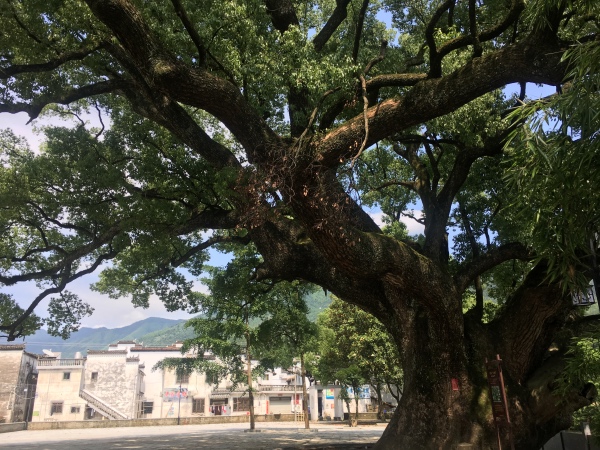 夏日行古道 | 茶亭、古樟与油纸伞，重拾婺源徽饶古道见闻
