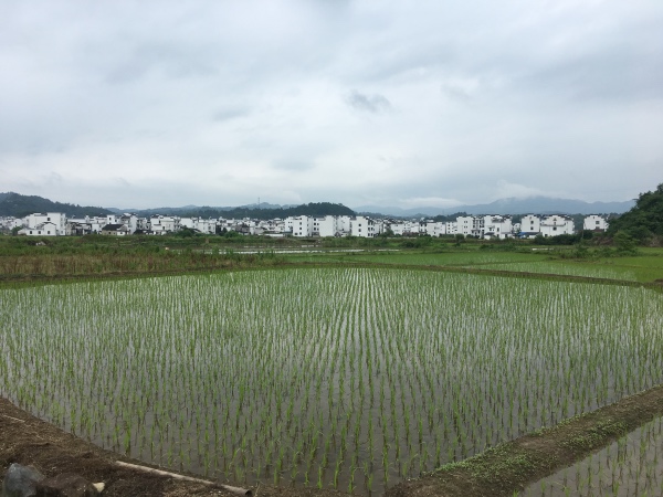 夏日行古道 | 茶亭、古樟与油纸伞，重拾婺源徽饶古道见闻