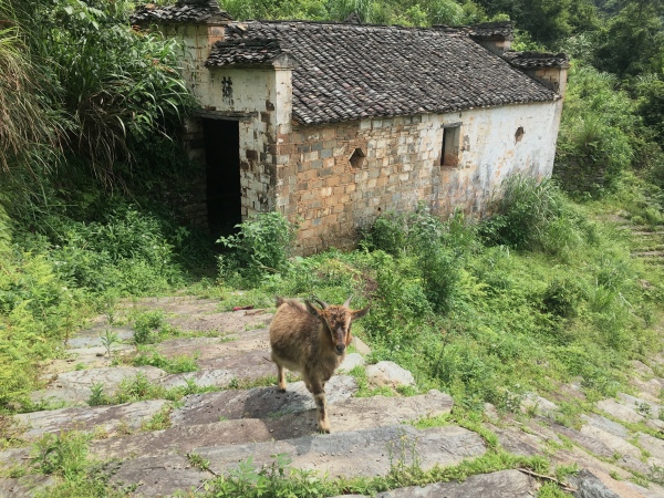 夏日行古道 | 茶亭、古樟与油纸伞，重拾婺源徽饶古道见闻