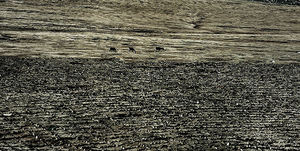 荒原列车——青藏铁路行纪