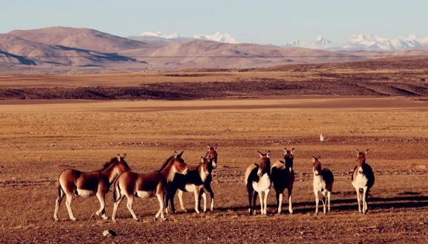 问吧精选 | 我在阿里，西藏的西藏和远方的远方