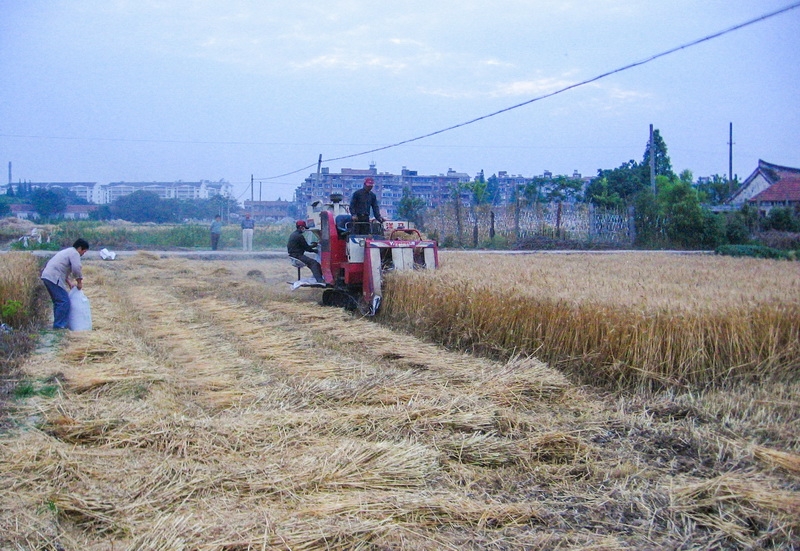 02-收小麦_调整大小.JPG