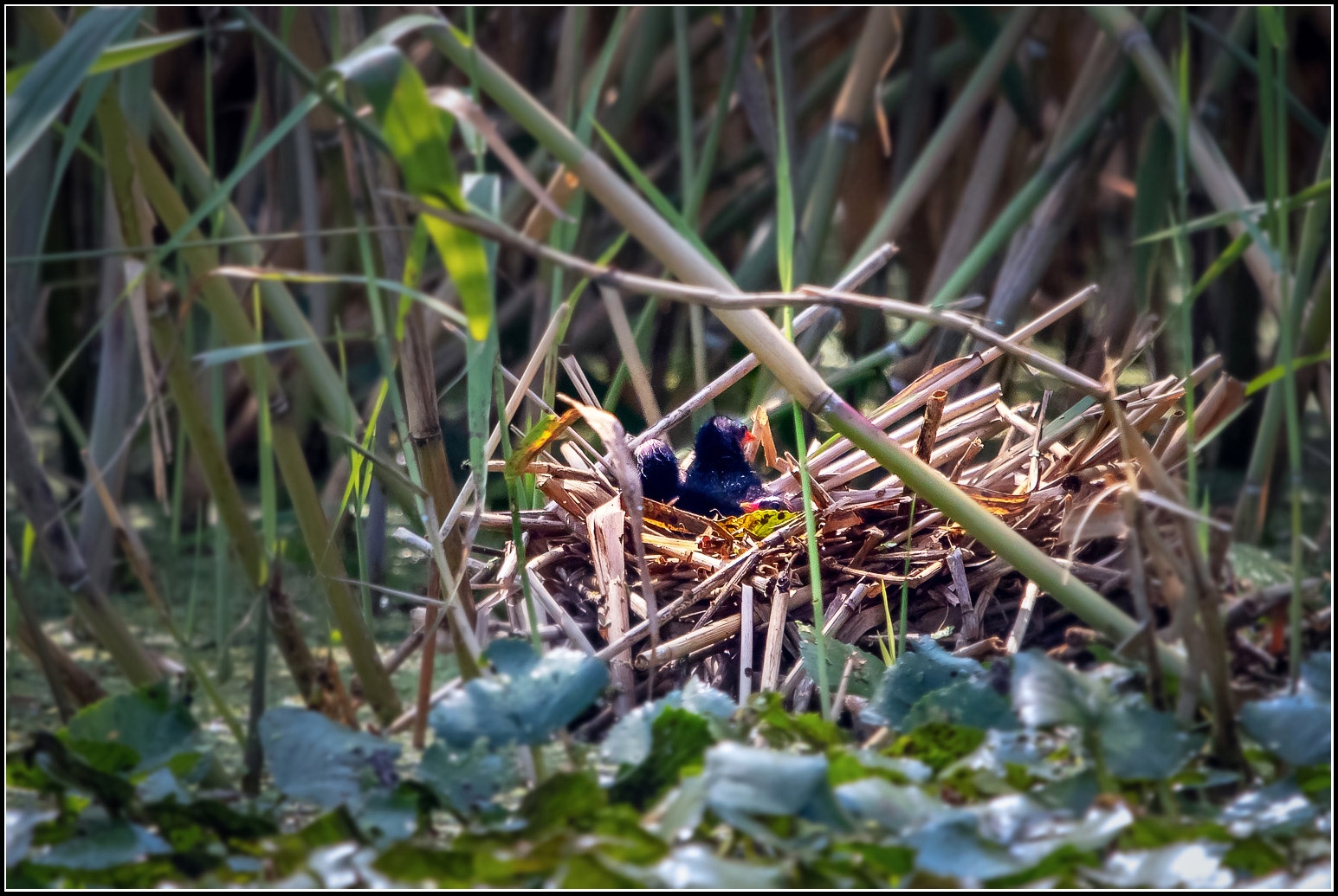 IMG_6792 三雏待哺.jpg