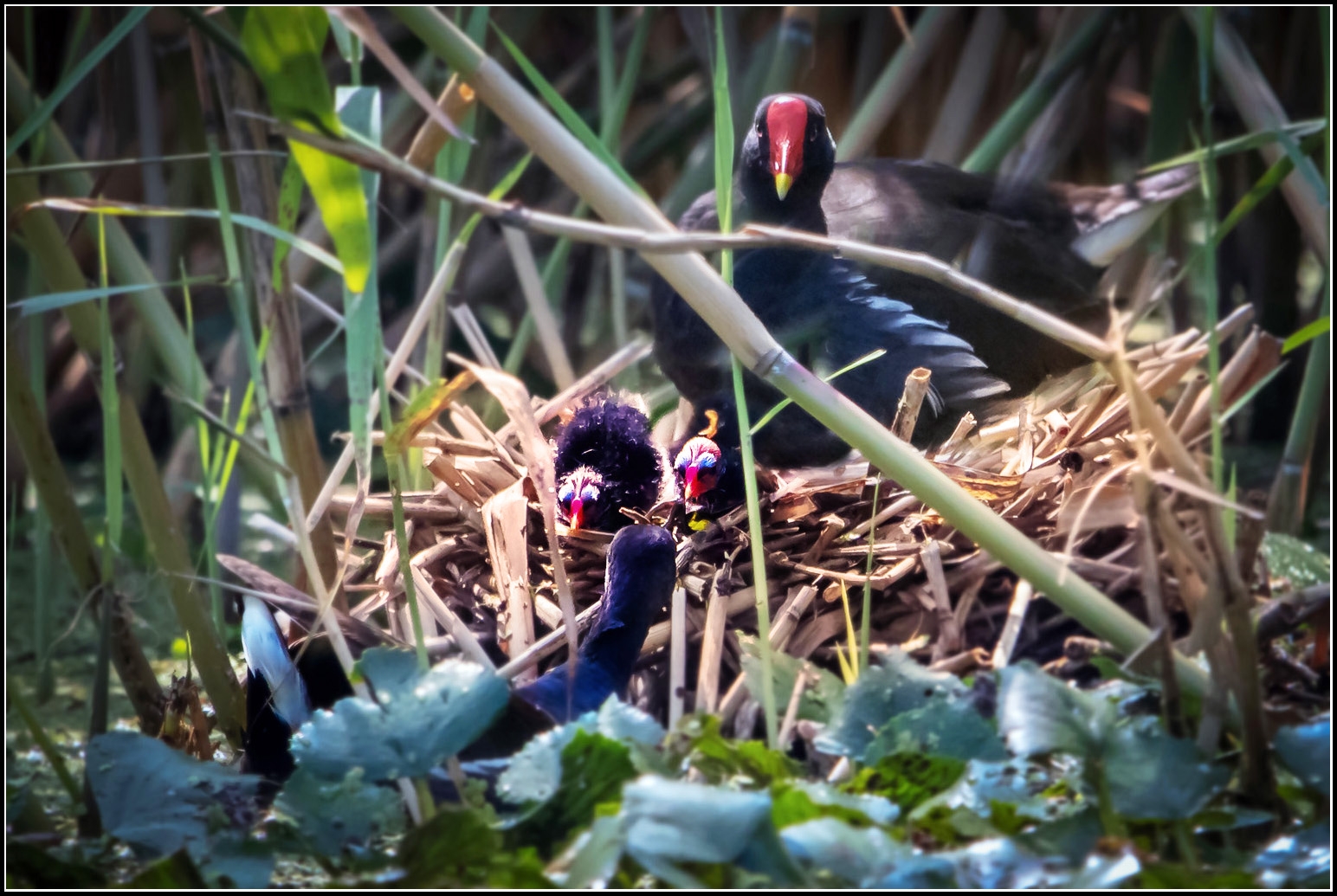 IMG_6793 丑小鸡.jpg