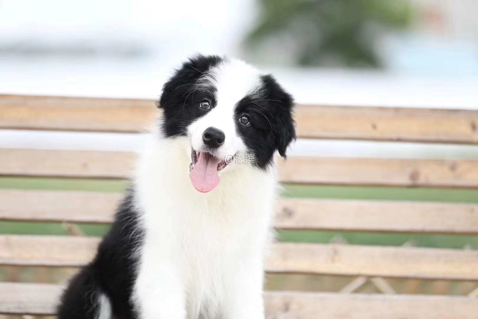 高智商的边牧宝宝出售 七白三通