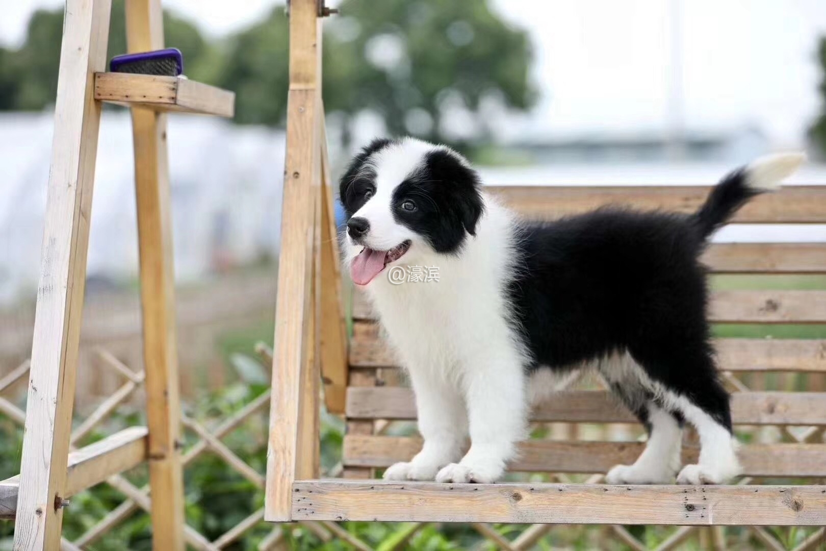 高智商的边牧宝宝出售 七白三通