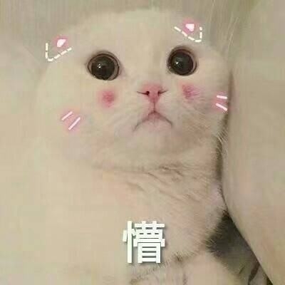 猫咪懵.jpg