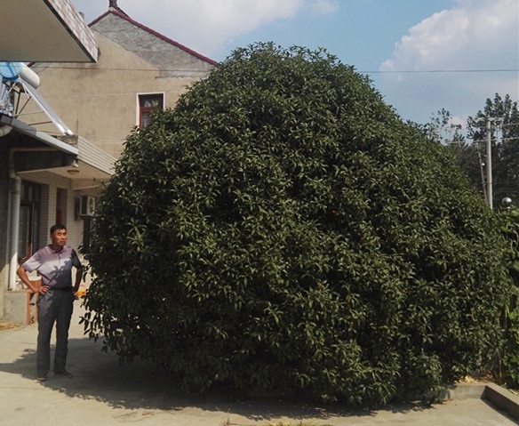 金桂，蓬径和高度约4.35米