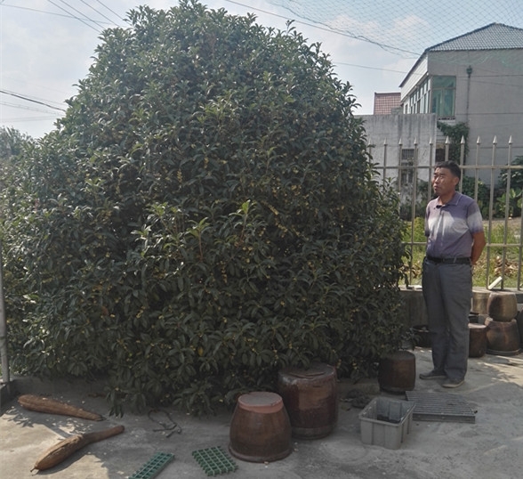 金桂，蓬径和高度约3.5米