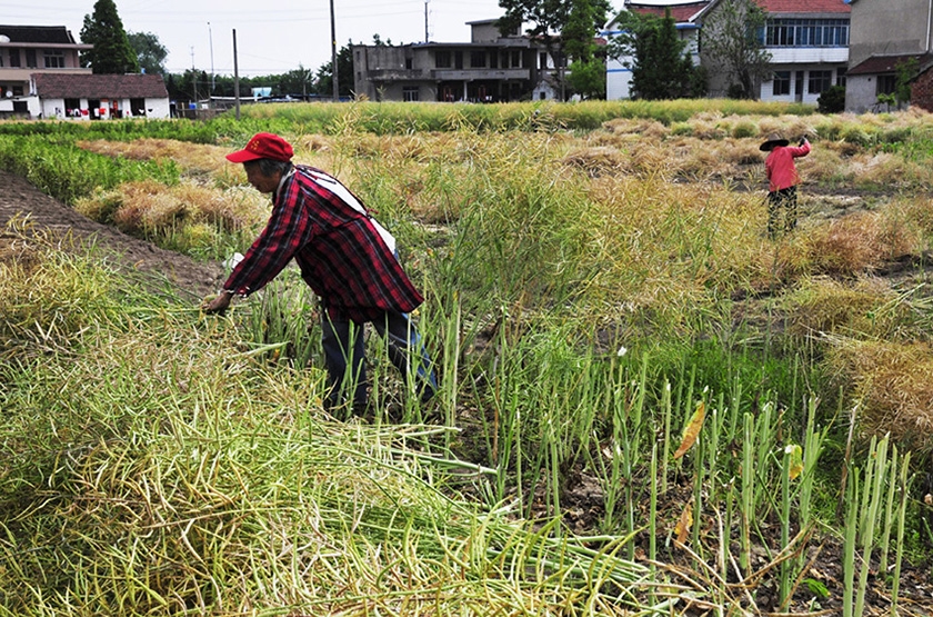 观音山明星村的变化 (1).jpg