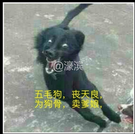 五毛狗.jpg