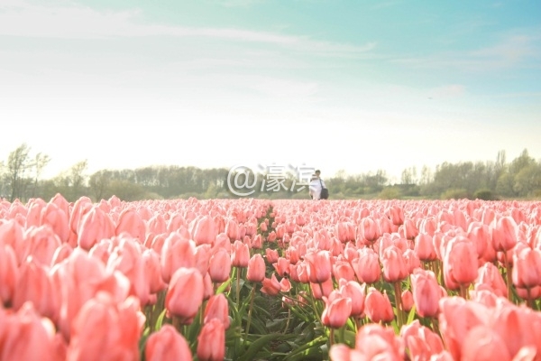 荷兰花海1.jpg