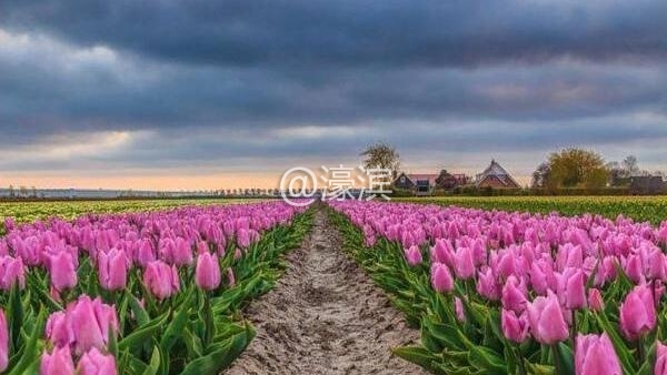 荷兰花海2.jpg