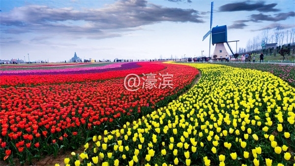 荷兰花海5.jpg