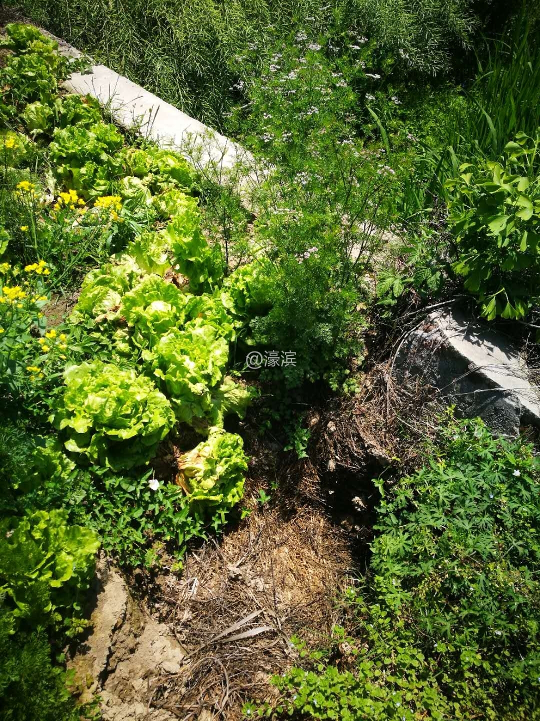 路边渗漏坍塌02(此外为闸口)