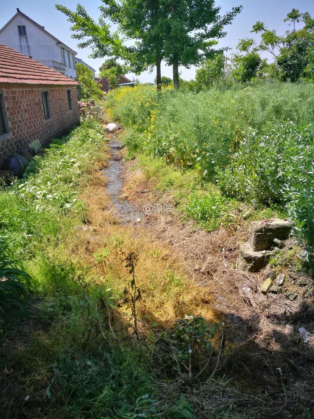 土质农田水渠05（猪粪水排到土质农田水渠）