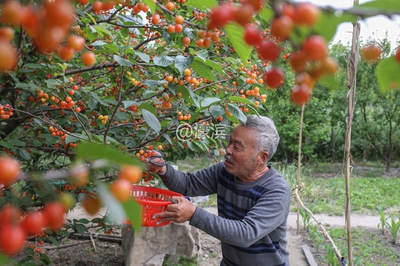南通红杏园 樱桃熟了釆摘啦  (1).jpg